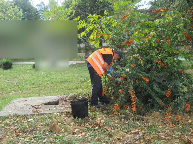 Deratizacija zelenih javnih površina i pijace — snimak 8 od 25