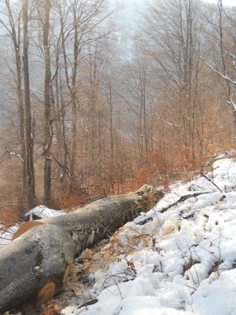 Izrada drvnog sortimenta na jugu Srbije — snimak 18 od 48