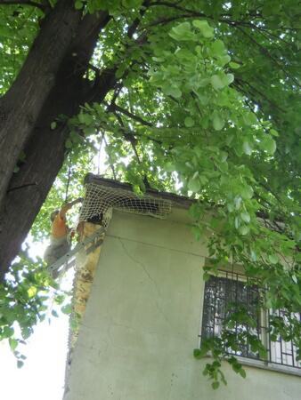 Postavljanje zaštitne mreže protiv ulaska ptica u krov objekta — snimak 8 od 21