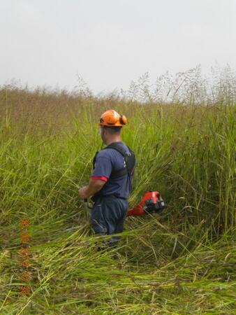 Košenje invazivnih korova (Ambrosia artemisiifolia sp. - Ambrozija i druge vrste) visine do 2,5 m — snimak 2 od 18