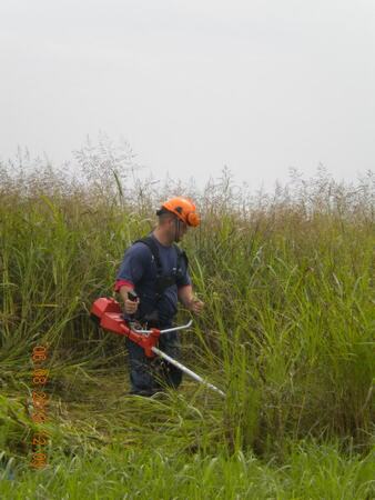 Košenje invazivnih korova (Ambrosia artemisiifolia sp. - Ambrozija i druge vrste) visine do 2,5 m — snimak 17 od 18