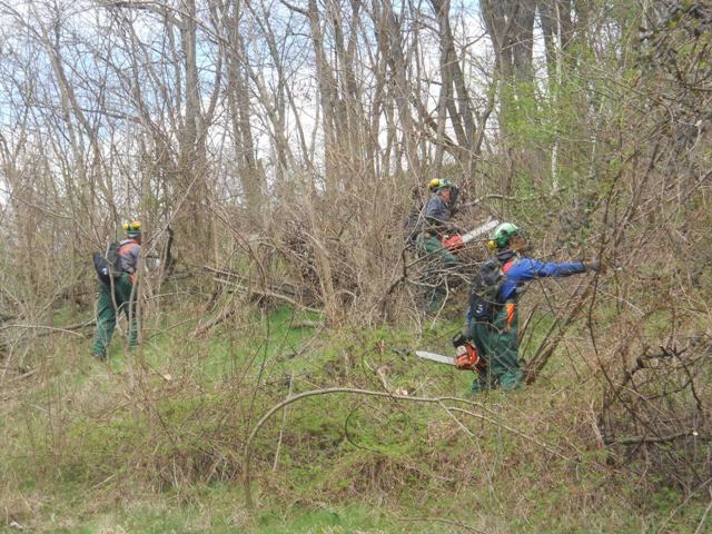 Redna seča rastinja ispod dalekovoda na jugu Srbije — snimak 8 od 14