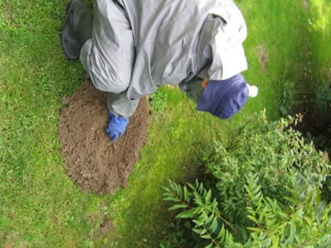 Radnik kleči nad razrivenim krtičnjakom u travnjaku.