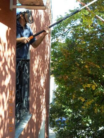 Proređivanje granja orahovog stabla teleskop makazama i teleskop testerom — snimak 2 od 18