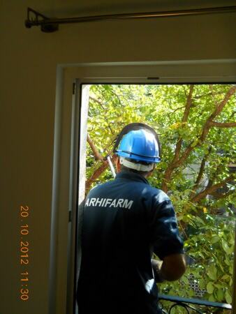 Proređivanje granja orahovog stabla teleskop makazama i teleskop testerom — snimak 3 od 18