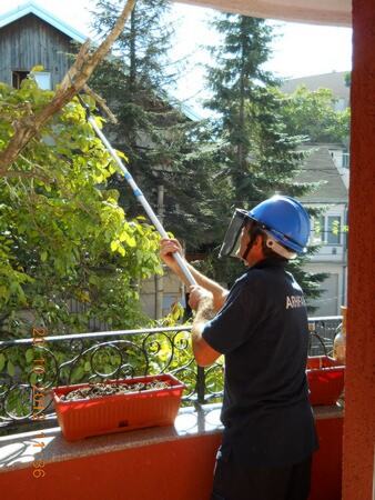 Proređivanje granja orahovog stabla teleskop makazama i teleskop testerom — snimak 5 od 18