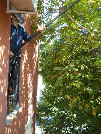 Proređivanje granja orahovog stabla teleskop makazama i teleskop testerom — snimak 11 od 18