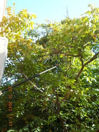 Proređivanje granja orahovog stabla teleskop makazama i teleskop testerom — snimak 12 od 18