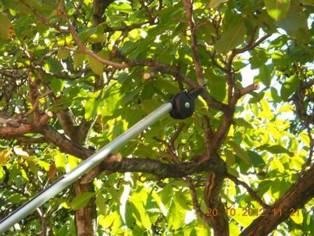 Proređivanje granja orahovog stabla teleskop makazama i teleskop testerom — snimak 15 od 18