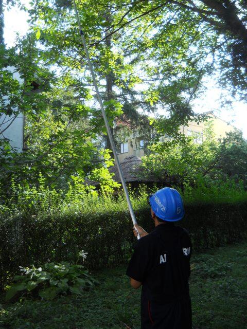Radnik sa šlemom skraćuje granu teleskopskom testerom u dvorištu.