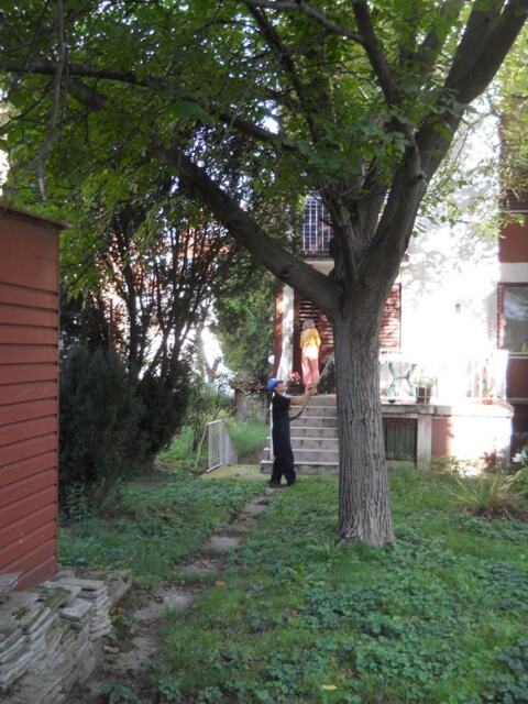 Seča stabla i grana oraha — snimak 5 od 14