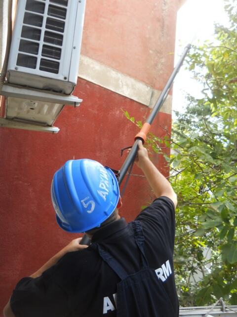 Seča stabla i grana oraha — snimak 9 od 14